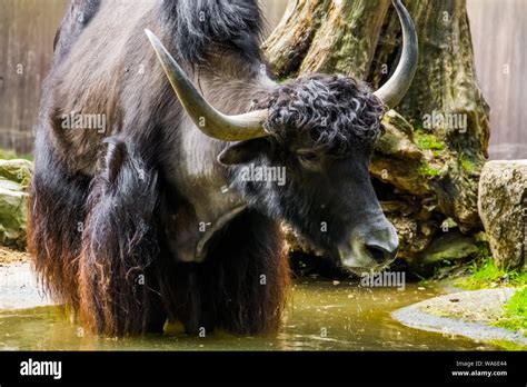 Closeup Of A Wild Yak Standing In A Water Puddle Tropical Cattle