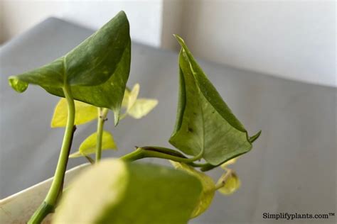 Pothos Leaves Curling 7 Reasons Why And What To Do Simplify Plants
