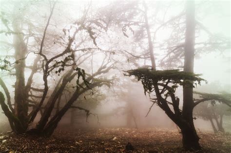 Premium Photo Magic Misty Forest
