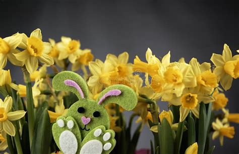 Easter Bunny And Yellow Daffodils Stock Photo Image Of Easter Fresh