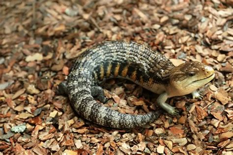 How Much Does A Blue Tongued Skink Cost