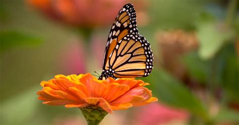 Eastern Monarch Butterflies May Be At Risk Of Extinction Within 20 