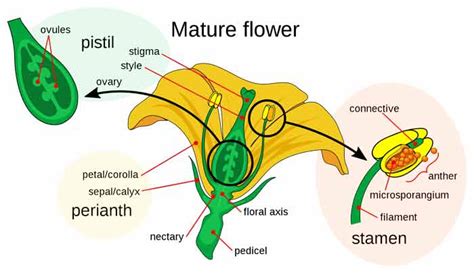 Sexual Reproduction In Flowering Plants Short Notes Of Cbse Class 12