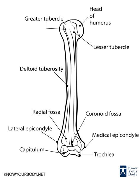 Humerus Bone Anatomy Location Function And Faqs