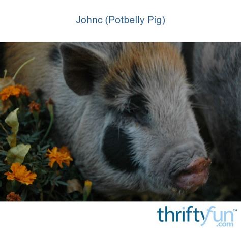 Johnc Potbelly Pig Thriftyfun
