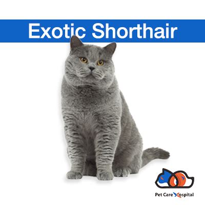 With over 900 hospitals around the country, we're committed to wellness resources for long term care. All Cat Breeds | A-Z Cat Breeds | Dwarka Pet Centre | Pet ...