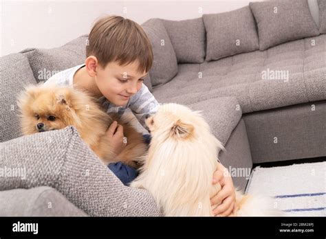 Boy Plays With Dogs At Home Cute Child Playing And Hugging Loving Dogs