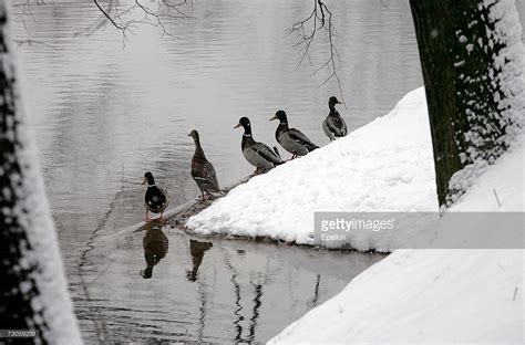 Ducks Stand Next To An Iced Pond In Lefortovo Park January 21 2007 In