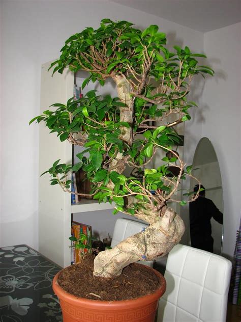 The only thing you might notice is the color of the leaves turning yellow when the soil gets too much water. Why Are The Leaves Falling Off My Bonsai Tree - bonsai tree