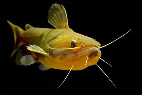 Gulper Catfish Facts What Is A Gulper Catfish Hookedoncatfish