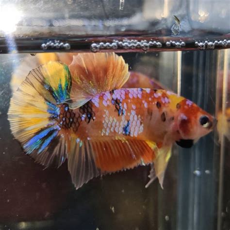 Atau ingin tahu gambar ikan koi hitam putih? Download Gambar Ikan Cupang Nemo Gold Pictures