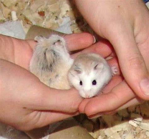 A Complete Guide To Roborovski Hamsters Pethelpful