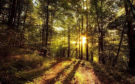 Nature Trees Sun Shine Light Beams Rays Forest Morning Shadows