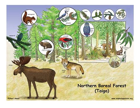 Northern Boreal Forest Taiga