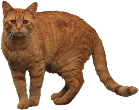 Download Hd Orange Tabby Cat Tabby Cat Transparent Png Image