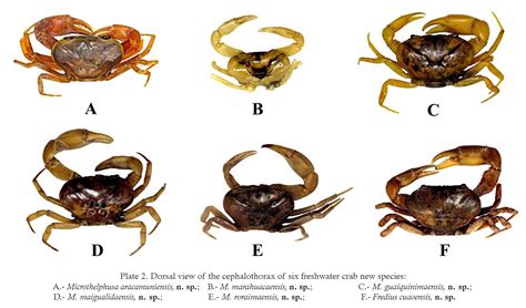 Species New To Science Crustacea 2013 2015 Six New