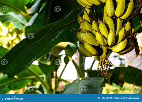 The Sun Is Shining Into The Green Banana On The Banana Tree In The