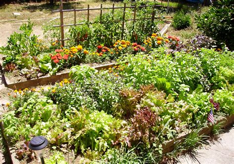 49 Vegetable Gardening Wallpaper