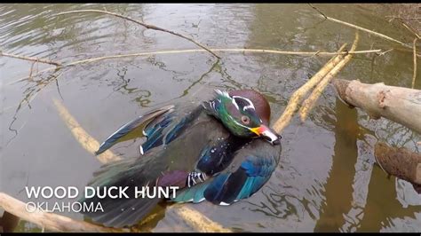 Wood Duck Hunt Youtube