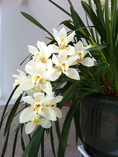 Anggrek Cymbidium Australia Orchid Flowers