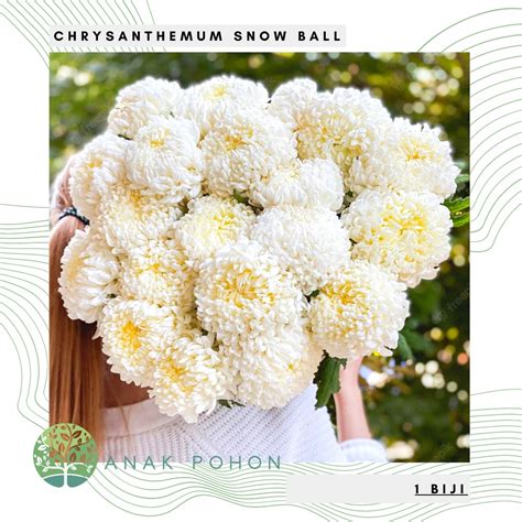 Jual Benih Bibit Biji Bunga Chrysanthemum Snow Ball Krisan Bola Salju