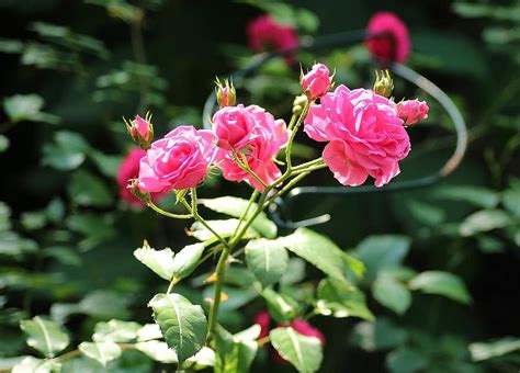 Rose Ornamental Shrub Pink Flowers Rosebush Flowering Ornamental