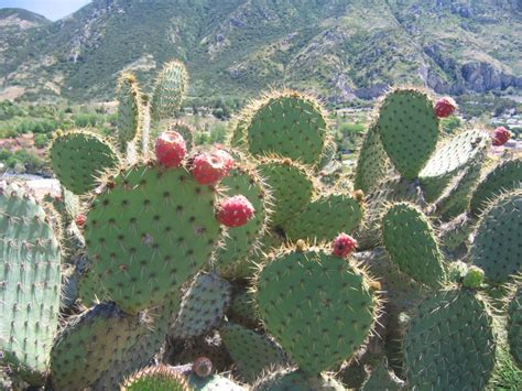 Here in peru we call them tuna and they're. Opuntia oricola, California prickly pear cactus, large