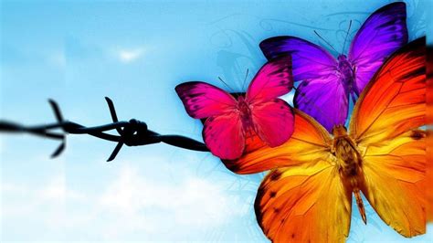 Butterfly Wallpapers Hd Wallpaper Cave