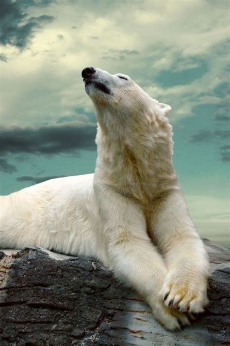 A Stunning Picture Of A Big Polar Bear Animals Polar Bear Animal Quiz