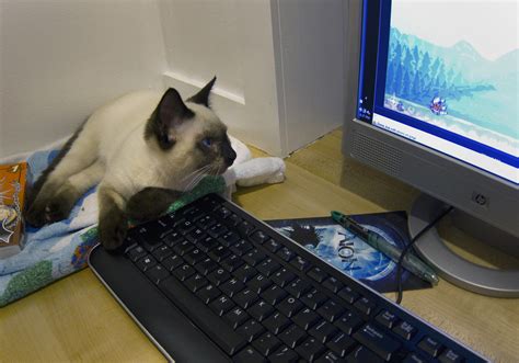 Free Images Cat Personal Computer Small To Medium Sized Cats