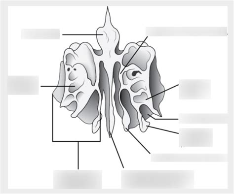 Anterior View Of Ethmoid Bone Diagram Quizlet