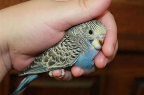 Yellow Faced Baby Boy Parakeet For Sale In Mesa Arizona Classified