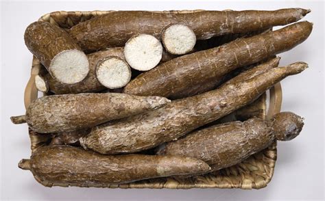 Yucca Root Free Stock Photo Public Domain Pictures