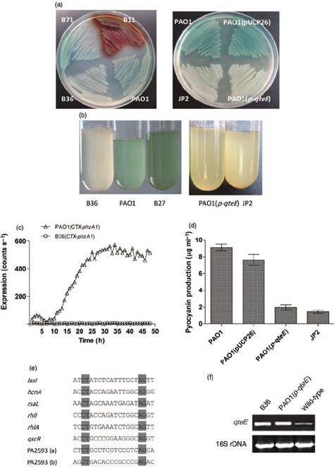 Phenotypes Of P Aeruginosa Cultured On Lb Agar A Or In Lb Broth B