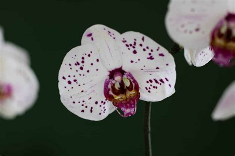 Orchid Meaning All Types Of Orchids Orchid Symbolism And Images