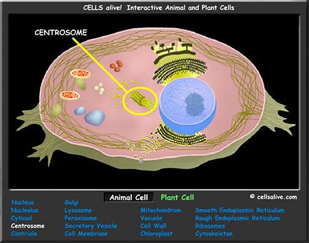 We did not find results for: Interactive Cell Models