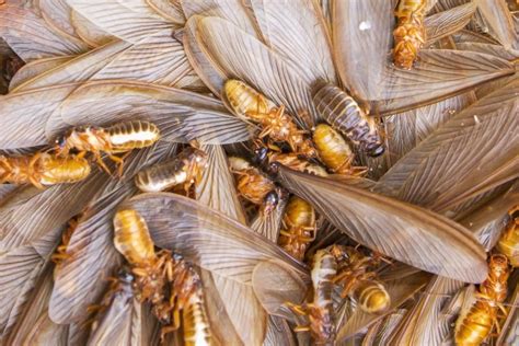 Information You Should Know About Flying Termites