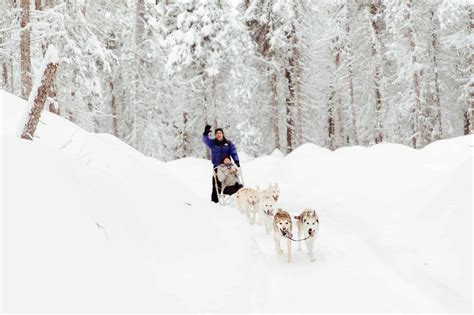 Talkeetna Dog Sledding From Anchorage