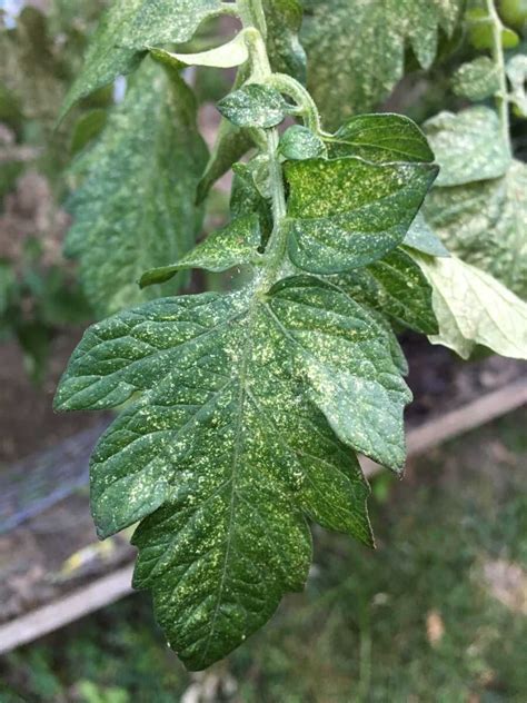 Cores also shrink and weaken as the tomato fruit ripens. Please help! These white speckles have appeared on my ...