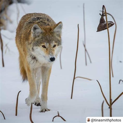Coyote Watch Canada On Instagram Shine Bright Like A Diamond One