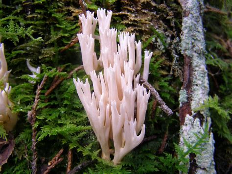 Blue Jay Barrens Coral Fungi