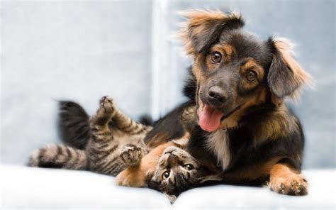 Cat And Dog Wallpapers Wallpaper Cave