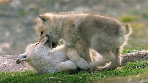 Cute Wolf Pups Playing
