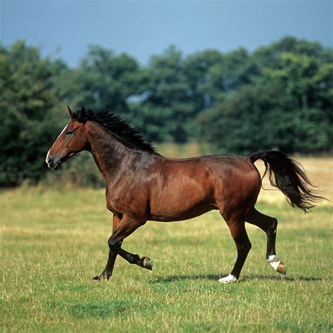 English Thoroughbred Horse Digital Art By Robert Maier Fine Art America