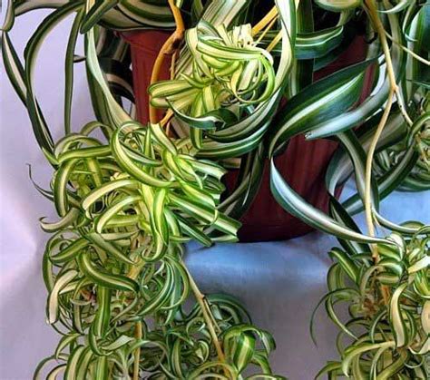No it is on the poisonous plant list for cats. Curly Spider Plant Tips [ How to Buy, Grow & Propagate ...