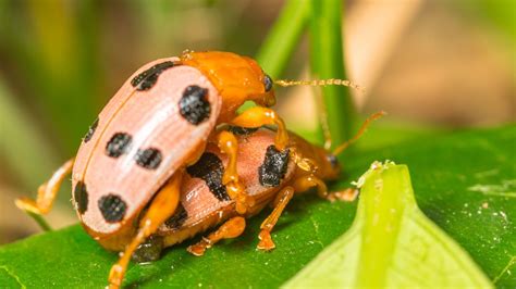 The Reason These Beetles Have Gay Sex Will Shock You Newnownext