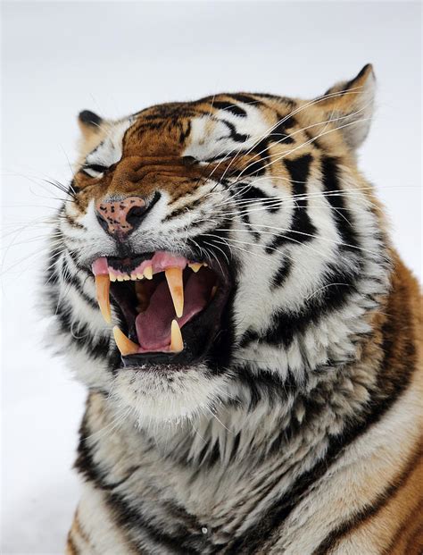 Angry Siberian Tiger Portrait Photograph By Alex Sukonkin
