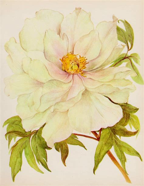 Antique Peony Flower Print Botanical Romantic White Flower Etsy