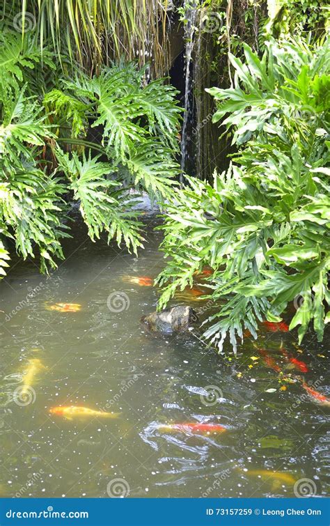 Koi Fish In Pond Stock Image Image Of Animal Wildlife 73157259