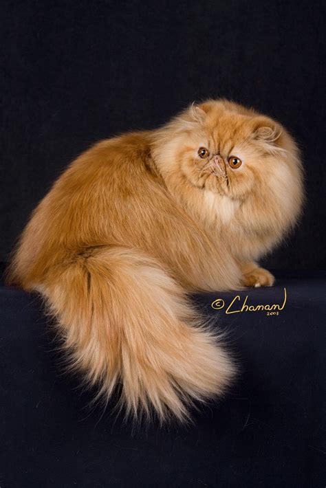 Red Persian